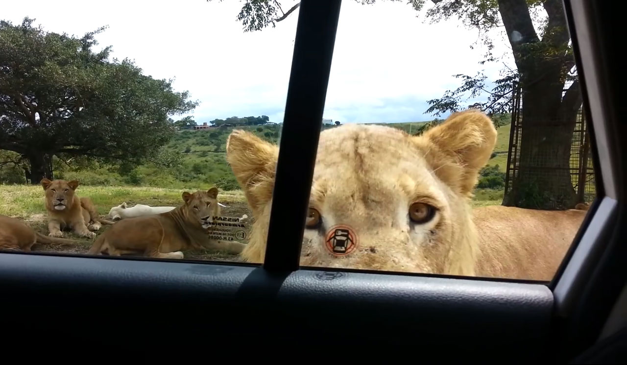 Daarom moeten in een safaripark je deuren op slot